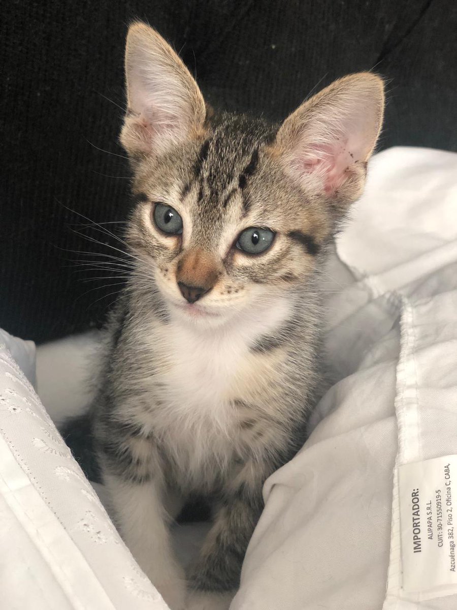 TropillaR's tweet photo. León en adopción ❤🐱 
tiene 2 meses y es muy mimoso y juguetón con otros gatos ! 
Para adoptarlo llena este formulario a su nombre https://t.co/lkoy5lCOrU 🐾🐱 https://t.co/YicHHpuX8W