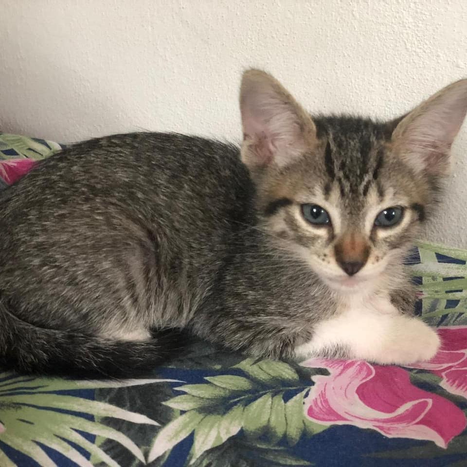 León en adopción ❤🐱 
tiene 2 meses y es muy mimoso y juguetón con otros gatos ! 
Para adoptarlo llena este formulario a su nombre forms.gle/SVmLGeLxC2QcqR… 🐾🐱