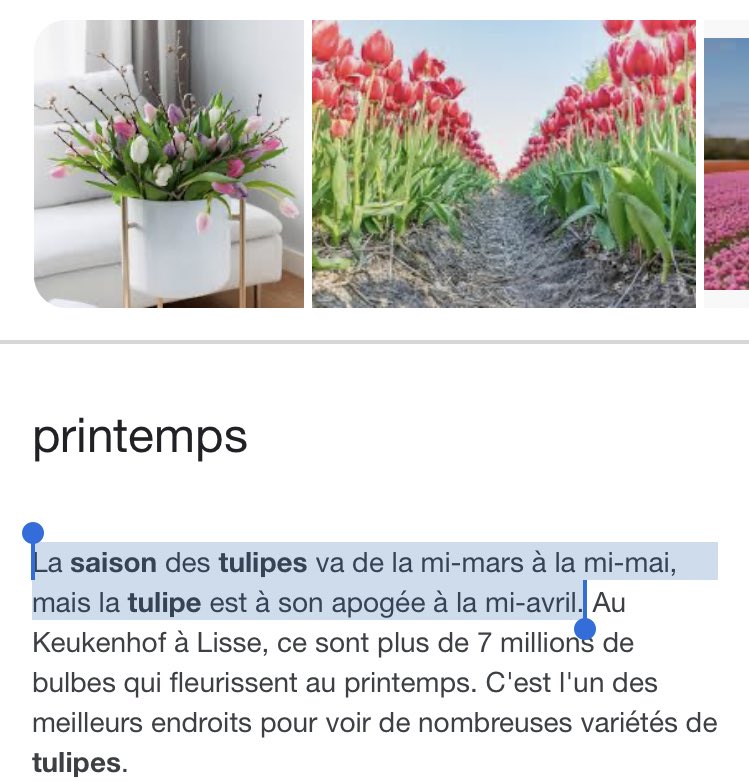 esgoth's tweet photo. prenez des tulipes pour vos proches🖤 https://t.co/oTnWIQZ6vK