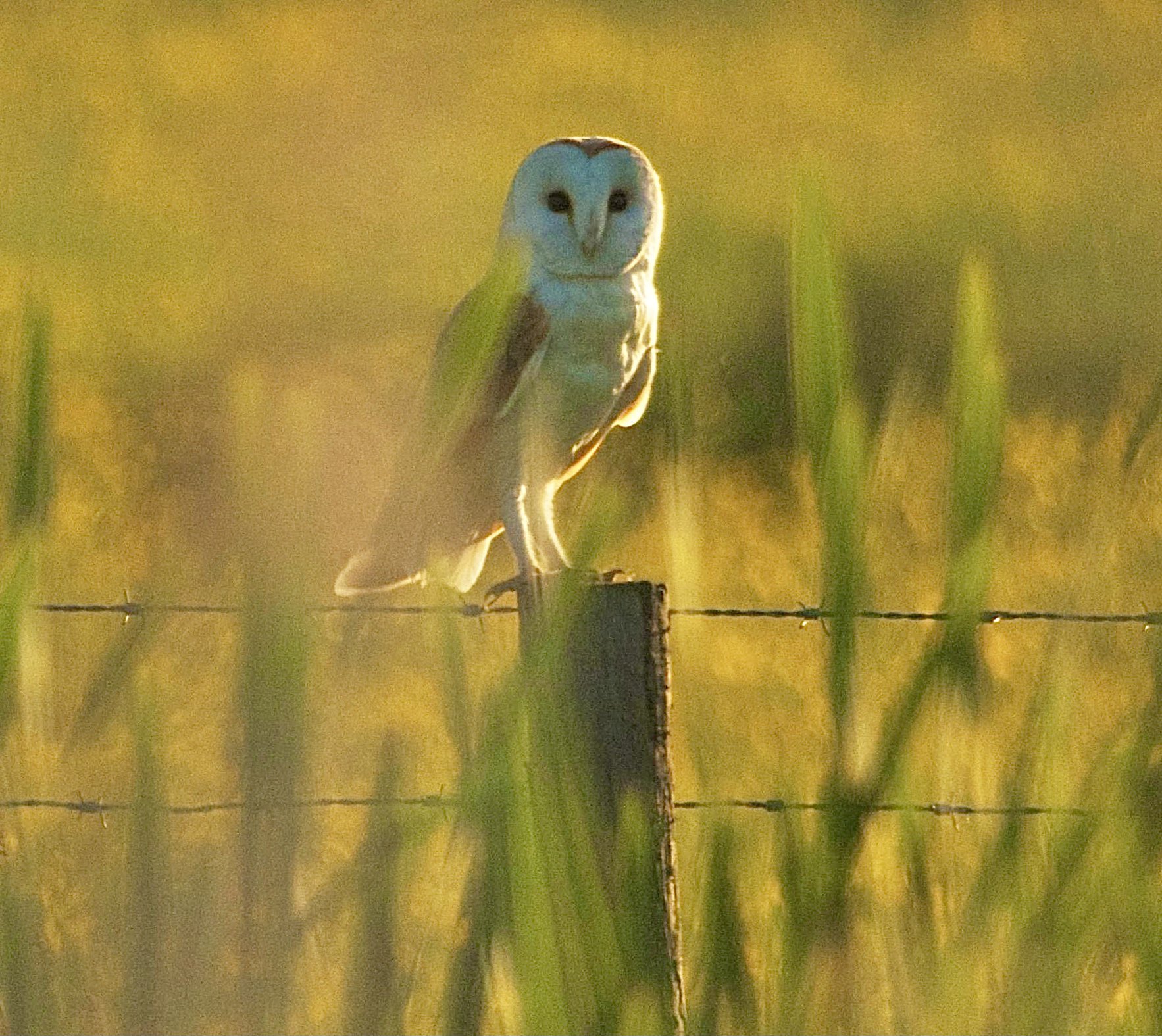 Chris Sperring Mbe On Twitter Hawkandowluk Somerset Barn Owl Webcam Is Now Live Enjoy And Keep Watching