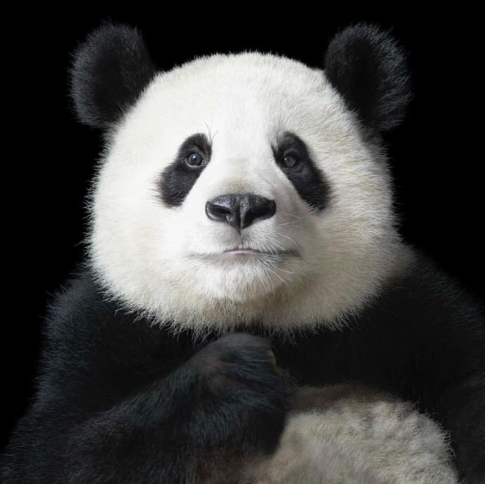 fotograftabugun's tweet photo. 1958 - Hayvan portreleri ile bilinen İngiliz fotoğrafçı #TimFlach doğdu. #FotoğraftaBugün #todayinphotography #inthisday #otd #16Nisan #April16 https://t.co/070whJilcj