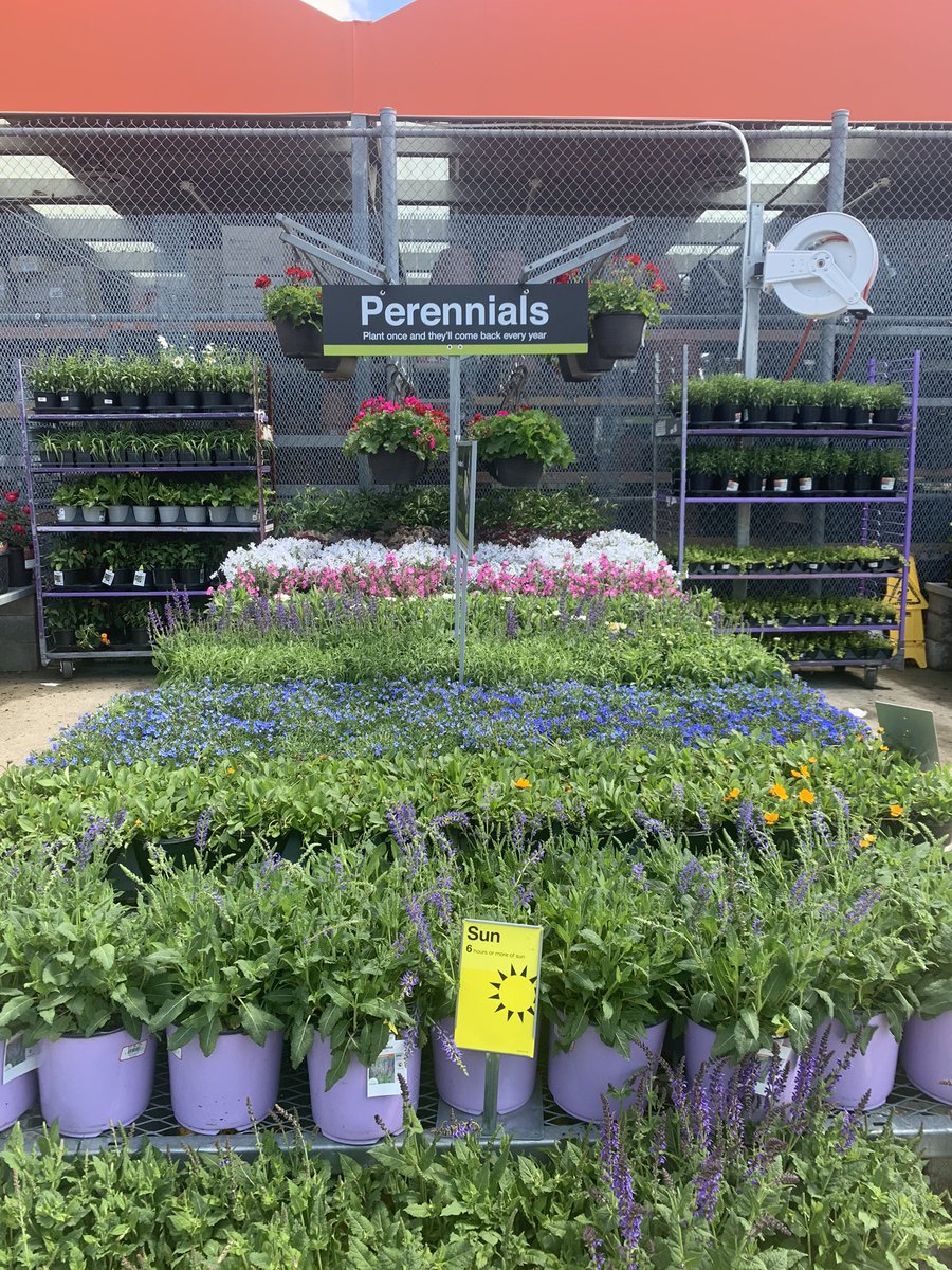 Amanda Fore (@fore_amanda) on Twitter photo HD 2025 is ready for the weekend! Looking amazing! Thanks Randi for all the watering assistance! π§‘ππ<a href="/BellNursery/">Bell Nursery</a> <a href="/jody_delicato/">Jody Delicato</a> <a href="/Matthew10903420/">Matthew Walker</a> <a href="/wayne2314/">Wayne Williams</a> <a href="/rmathis333_rick/">Rick Mathis</a> <a href="/KOKOLGM/">Mark Kociubinski</a> HD 2025 is ready for the weekend! Looking amazing! Thanks Randi for all the watering assistance! π§‘ππ<a href="/BellNursery/">Bell Nursery</a> <a href="/jody_delicato/">Jody Delicato</a> <a href="/Matthew10903420/">Matthew Walker</a> <a href="/wayne2314/">Wayne Williams</a> <a href="/rmathis333_rick/">Rick Mathis</a> <a href="/KOKOLGM/">Mark Kociubinski</a>