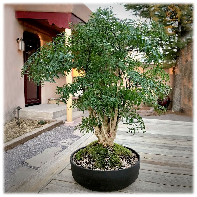 buy philodendron ginny Philodendron Ginny (Rhaphidora Tetrasperma)