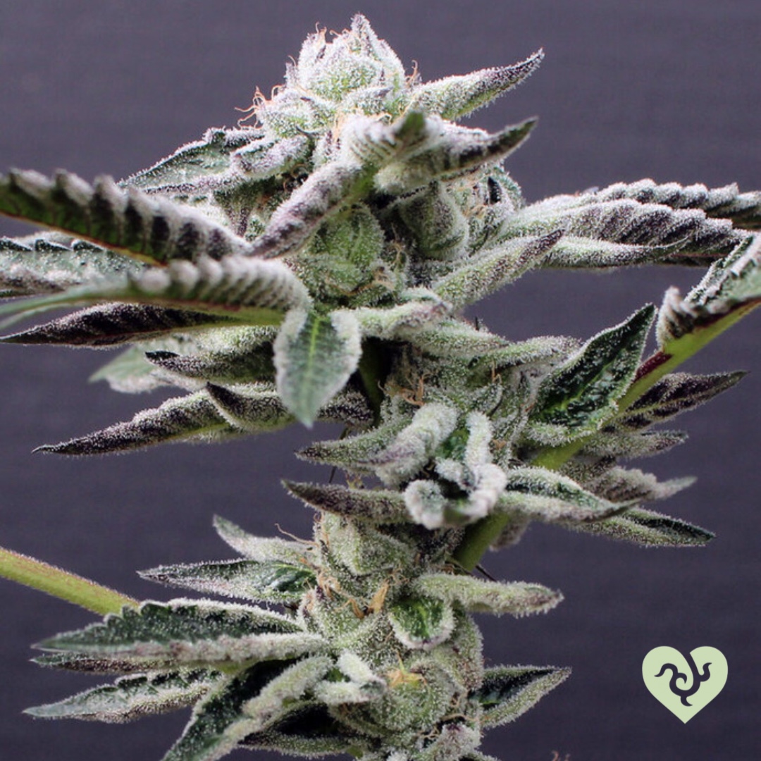 DHNClones's tweet photo. Bred by #SeedJunky, this Ice Cream Cake is capable of producing upwards of 25% THC 🙌 Only the best from #DarkHeartNursery https://t.co/GoYOWNliat