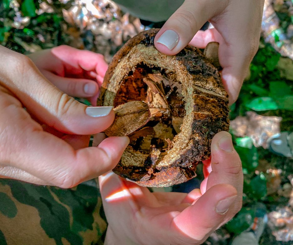 Have you ever wondered what a Brazil nut looks like before it's taken apart and sold? 

This picture was taken in our last trip to the Amazon Rainforest in Brazil.  It's look is similar to a coconut.

 Have you tried the Brazil Nut before?