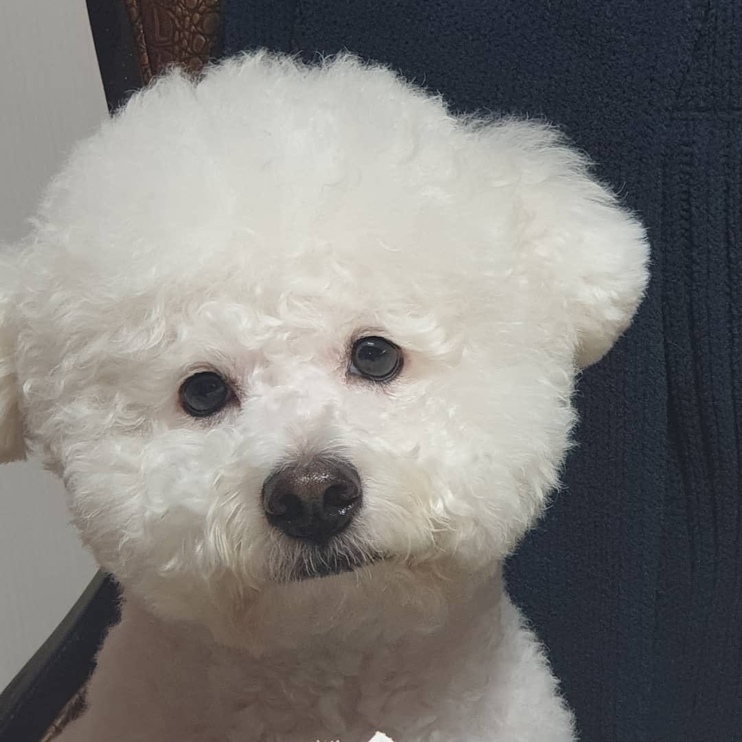 224. 틴탑 리키의 반려견 꼬물이