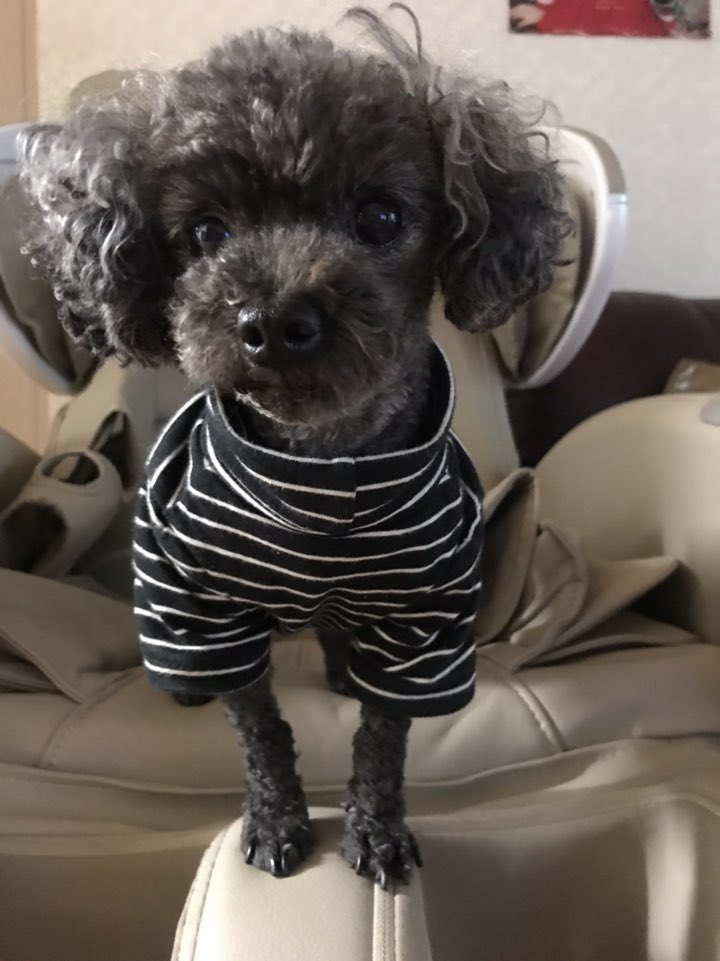 225. 이달의 소녀 여진의 반려견 까망이