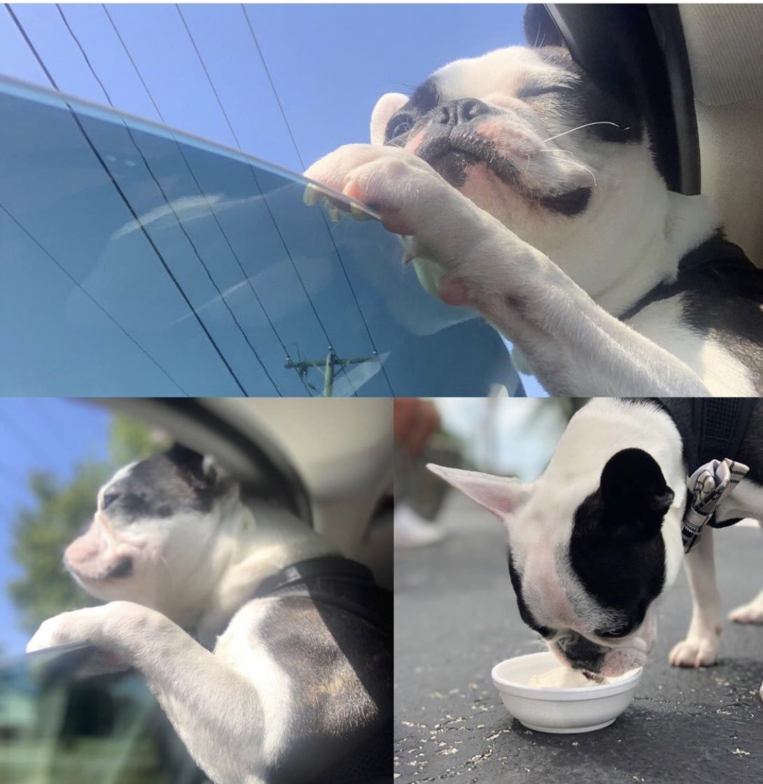 c_s_flagg's tweet photo. @BuschBeer #buschctocontest #stanthemanfrechton Stanley has refined taste but also knows how to have fun.  Oh, and a great big smile https://t.co/cpkRw4NtHE