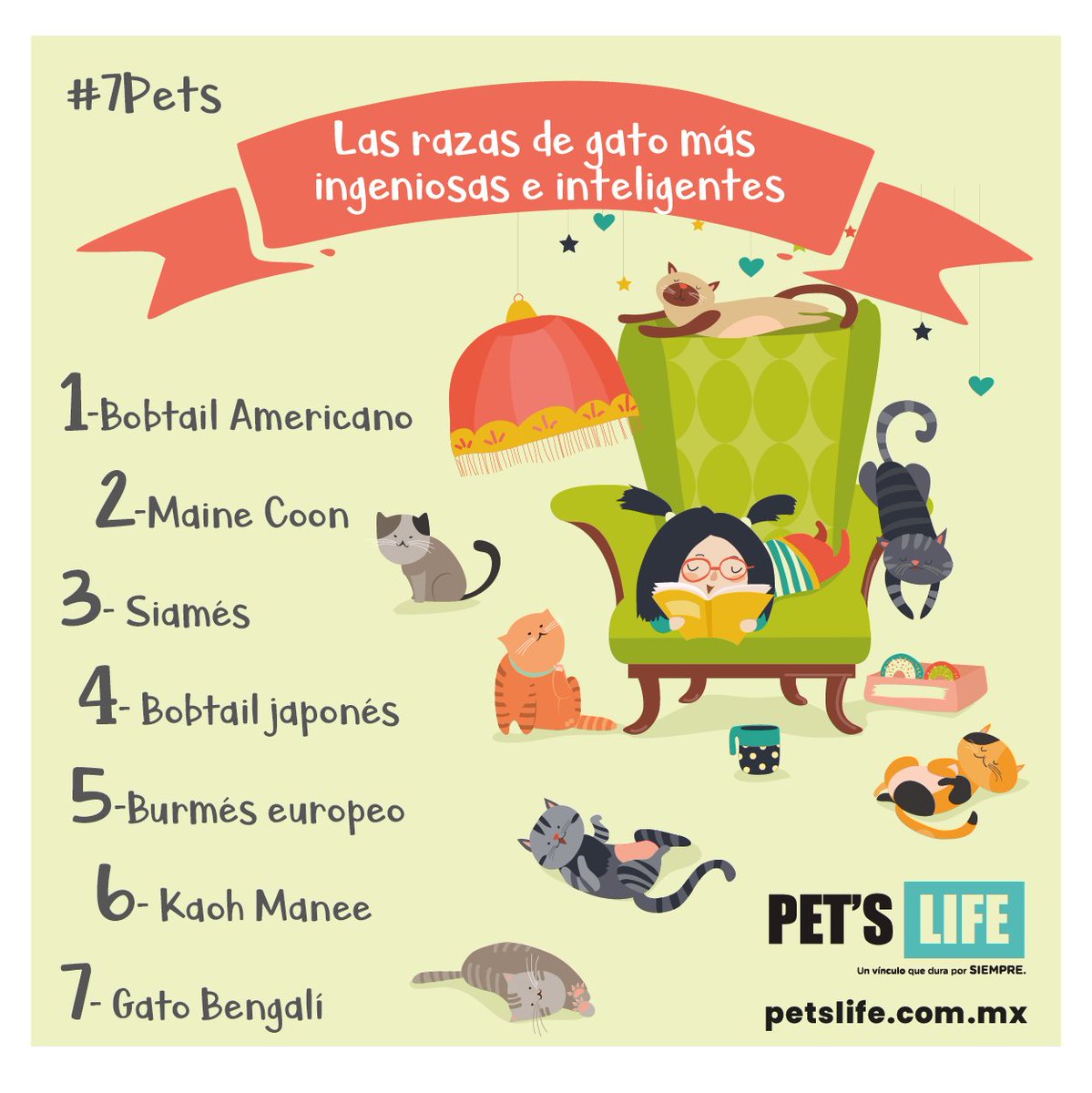 PetsLmx's tweet photo. #7Pets Estos michis han sido seleccionados como los mรกs ingeniosos, debido a su alta facilidad para aprender y resolver problemas. https://t.co/2YLKE3dewD