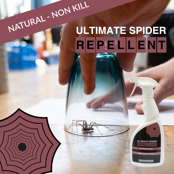 RugRemedy's tweet photo. Why do spiders come inside? 🕷 - https://t.co/TtIY5KnQ0a https://t.co/OZTIecB4Qm