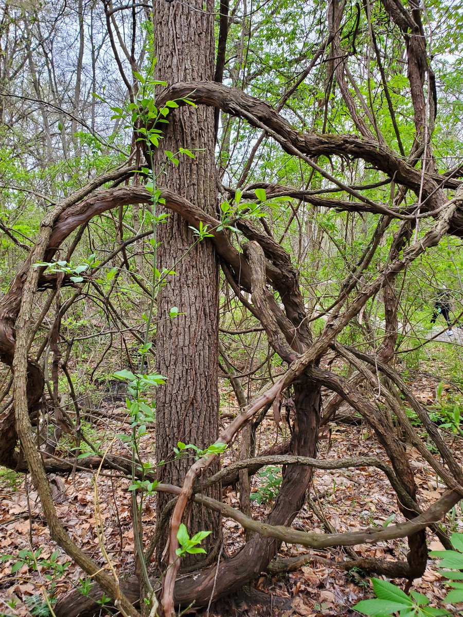 bgshows's tweet photo. More tangled tree art. Wait, does that spell "OZ?" https://t.co/omFd3nWH5b