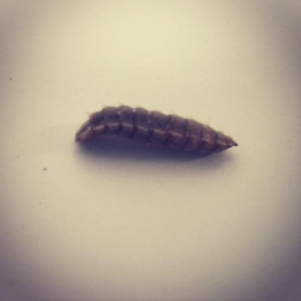 Sabías que del #exoesqueleto de los #insectos se obtiene la #quitina, cuyo derivado es el #quitosano, precursor de multitud de #bioplásticos? Únete a la #transformacionecologica
#bsf #sustainablefarming #granjadeinsectos