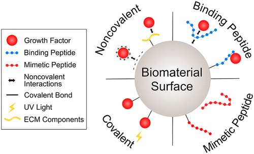 #Growth Factors, so useful &amp; readily available straight from our cells, yet so hard to contain and sustain for long enough to aid us. If you know the struggle, perhaps <a href="/thechowlab/">The Chow Lab</a>'s new publication on how to combat those faults are worth a look? <a href="/LehighU/">Lehigh University</a> pubs.acs.org/doi/10.1021/ac…