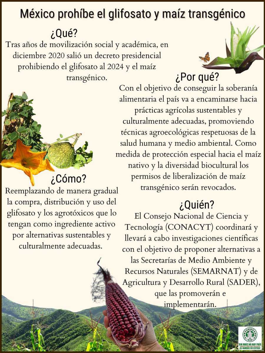 _SemillasdeVida's tweet image. #Glifosato | Tras años de movilización social y académica, en diciembre de 2020 se publicó un decreto presidencial que prohíbe de manera gradual el glifosato y el maíz transgénico, hacia el 2024. 🌱

Abrimos hilo con infografía traducida a diferentes idiomas.

👇🏿👇🏽👇🏻
[1/6]