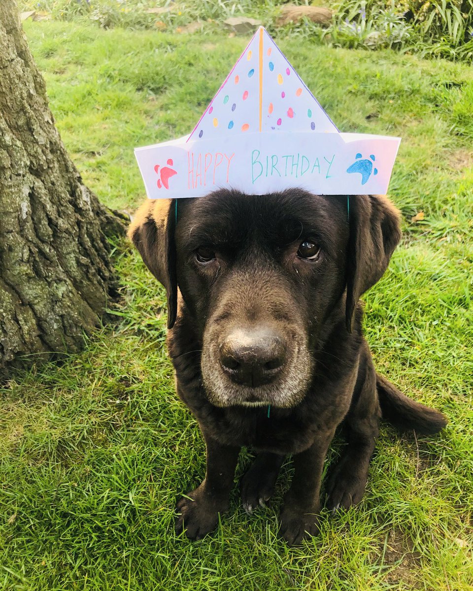 elinorevansharp's tweet photo. Not officially your birthday until you have a photo in your birthday hat! 🎊🎉 Gracie is ten today...love you pup! 🥺😍 #dog #birthday #happybirthday #birthdaypuppy #tentoday #chocolatelab https://t.co/e0SKfoeWVG