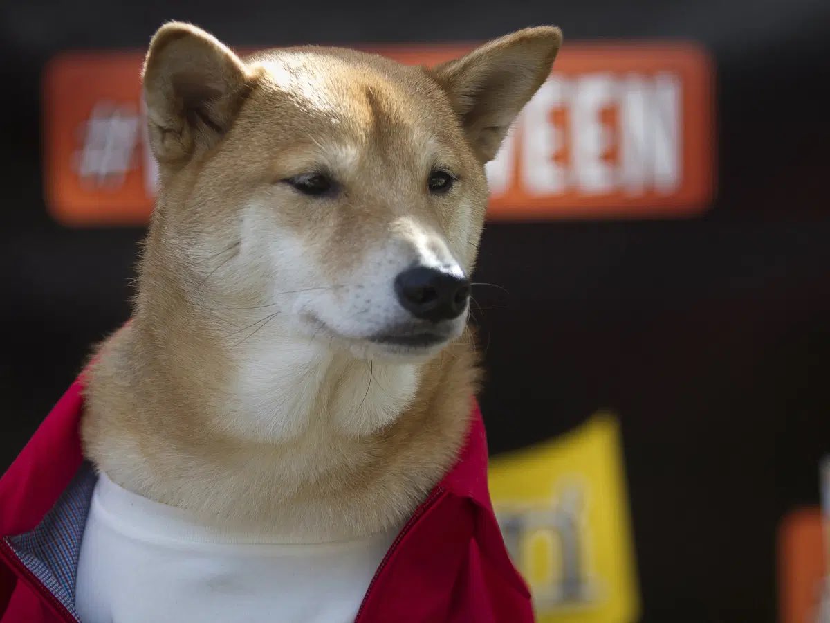 CuttaC's tweet image. #dogearmy keep on mean muggin’ the haters while we rising up!!!    
( #doge #dogecoin #DogecoinToTheMoon #DogecoinRise )