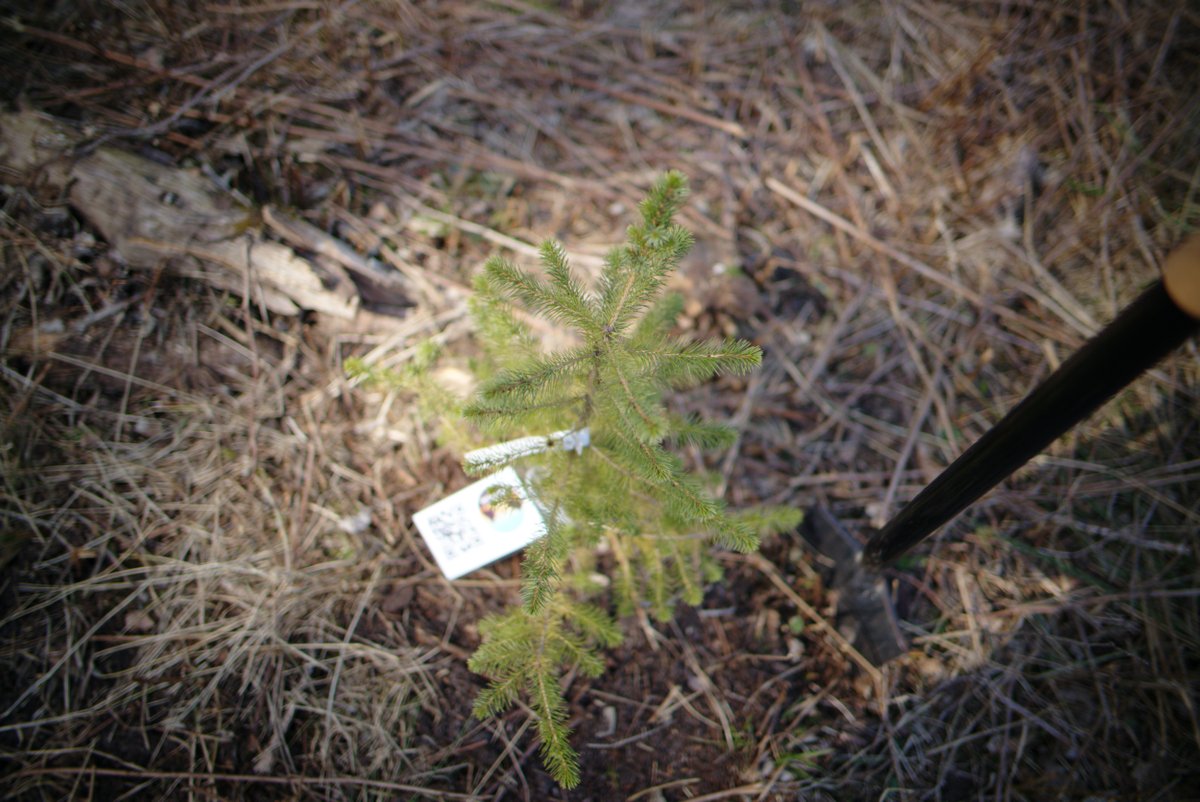 TreeRiseNFT's tweet image. Stay tuned, first real tree #NFTs coming soon!