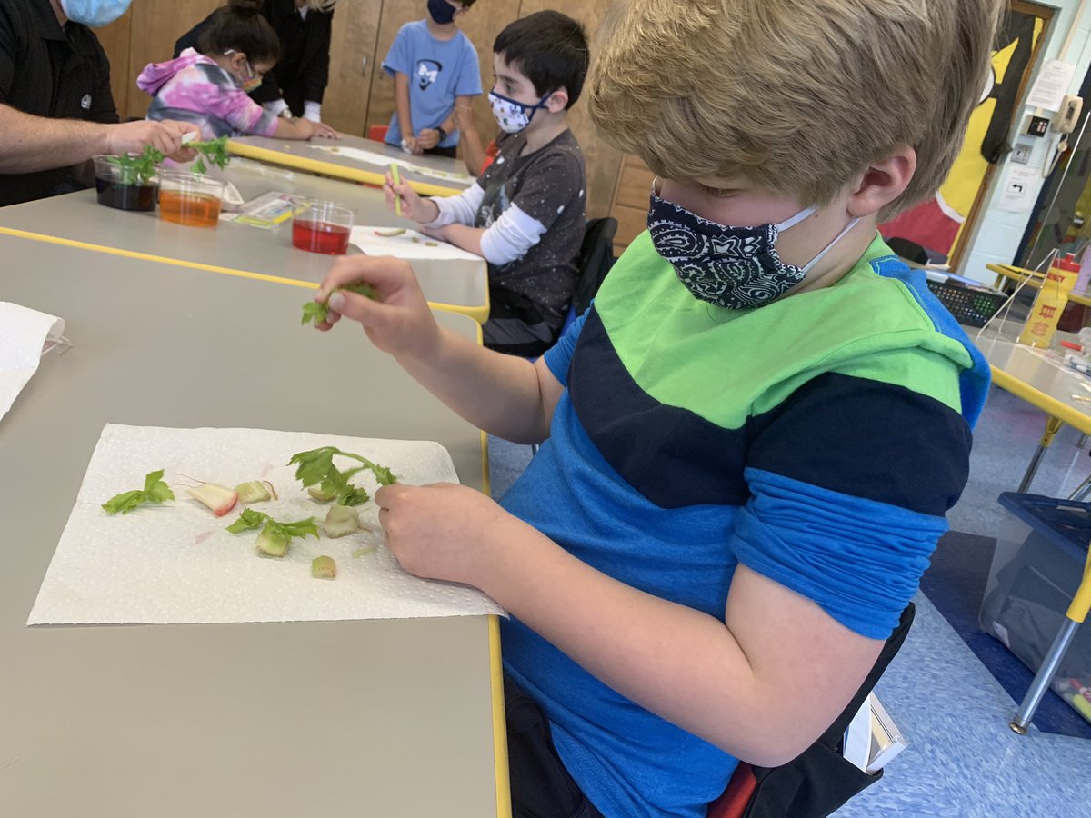 Scillieri_GW's tweet photo. Our class has been learning about plants. Today we finished our science experiment to see how different parts of the plant transport water from the roots and stem and then into the leaves. #mahwahconnects #gwhappy https://t.co/CWvkcReRSg