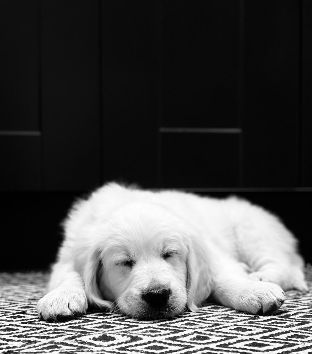 craigdrew75's tweet photo. Ted 😍 https://t.co/ld5bwoJnuu