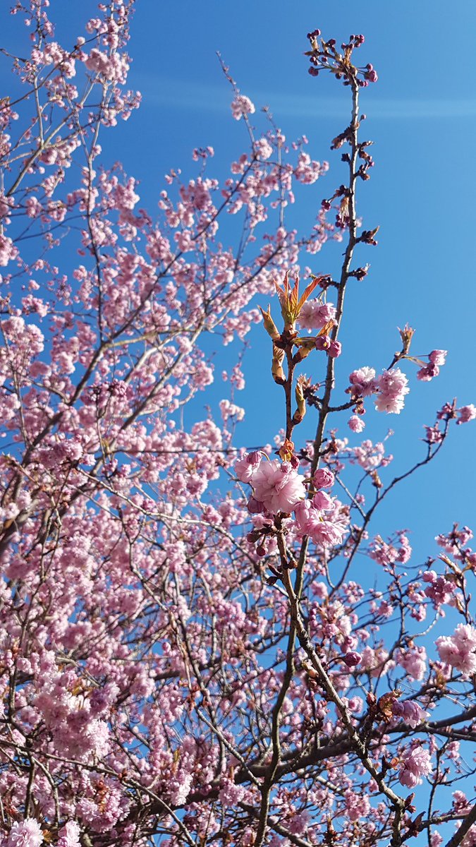 My favourite time of year 💕💙