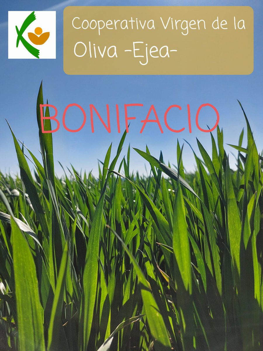 CoopEjea's tweet photo. BONIFACIO   Un trigo sano con elevada producción, es posible!! En nuestro catálogo no renunciamos a la sanidad. Resistente a roya, entre otras enfermedades derivadas de hongos. En Coop Virgen De La Oliva Scl https://t.co/Uxju8XzLH4