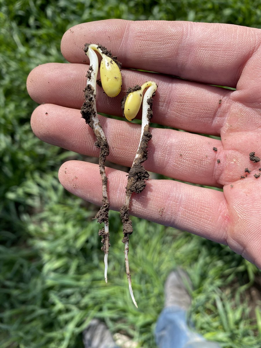 WiBeanBag's tweet photo. April 3rd beans are booming.  1-1.5 inches from surface. https://t.co/FoOOA41m49