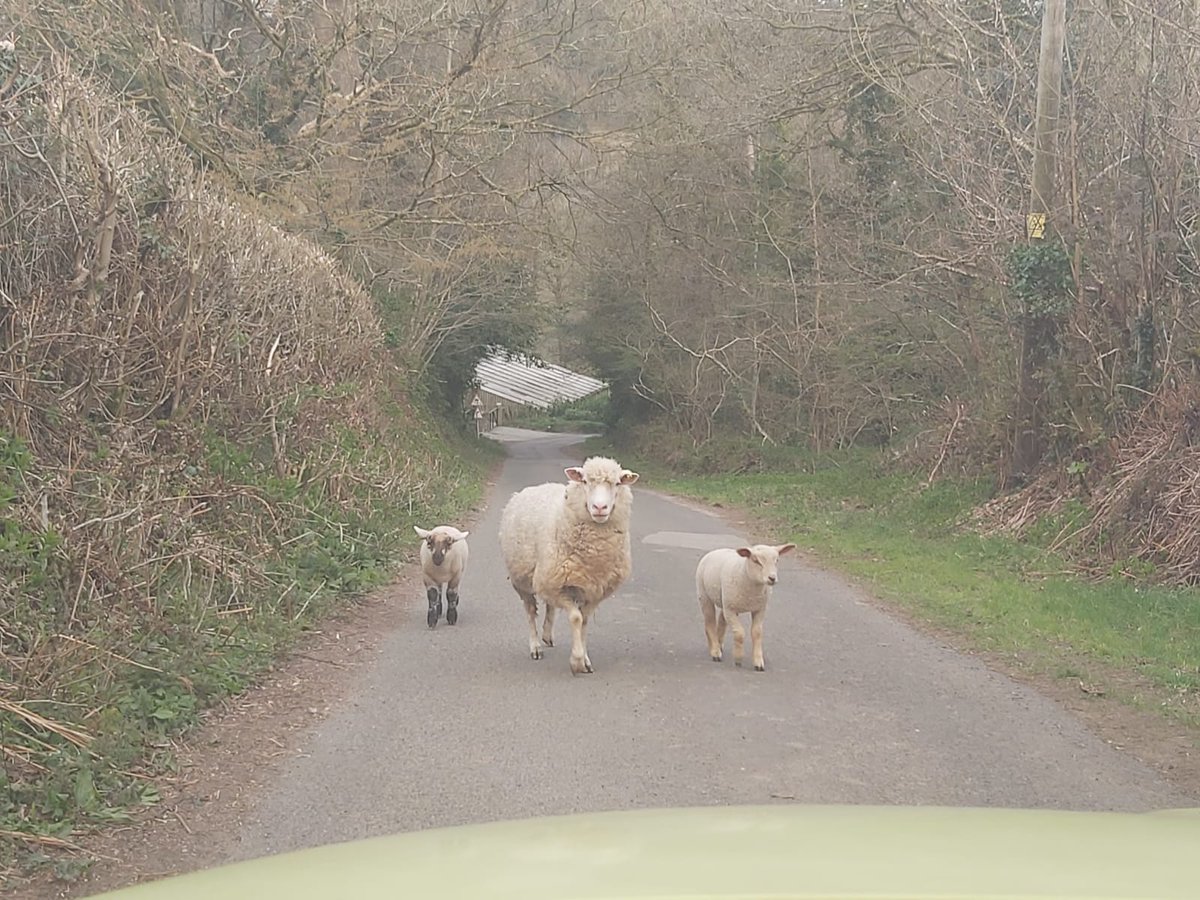DDHProMed's tweet photo. Normally it's the boss that stops you leaving work... Today it's sheep!!!

One of the joys of working on film sets is the remoteness of some of them!

Another day on the job for @ProMed999! https://t.co/CjNPkSA0Zf
