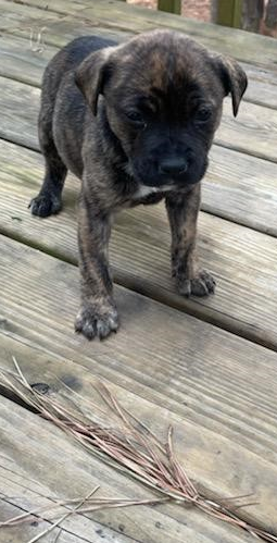 raleighpolice's tweet photo. Detectives need your help locating Pa Pa, a pit bull puppy who was last seen by his owner on March 22, when he was the victim of a robbery at the Exxon Station located at 2539 Gorman Street.please call Raleigh CrimeStoppers at 919-834-HELP. #MissingDog https://t.co/TiWnUydV6B