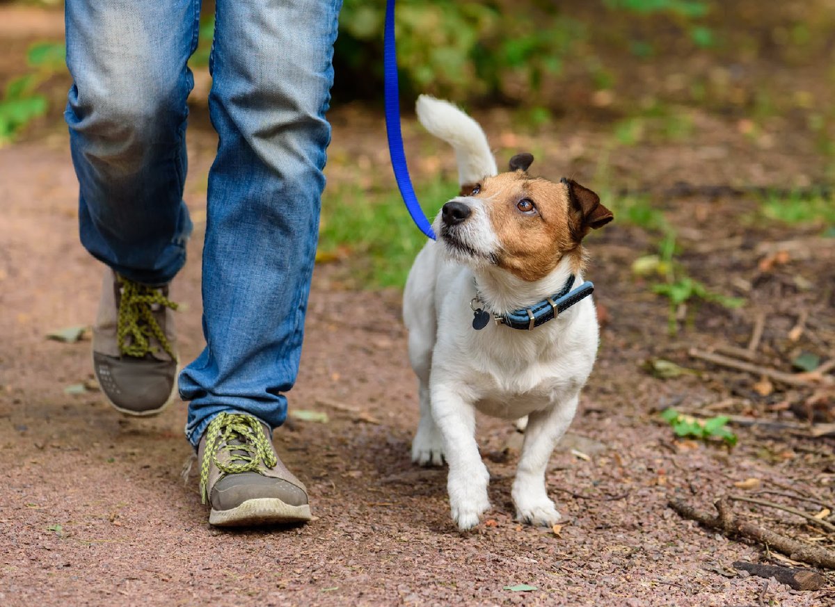 We've got some exciting news 🎉 --- #SunriseRidge is now #PetFriendly 🐾. To learn more, visit ow.ly/aIzN50EqFk7