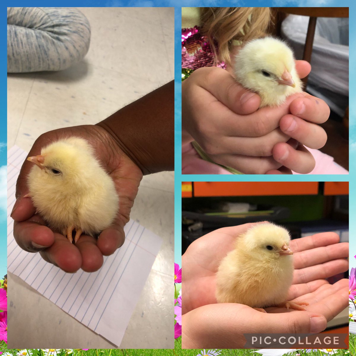 BCE_BlueJays's tweet image. Have an eggs-traordinary weekend!TY #soaringinsecond for bringing baby chick happiness to our campus! @jennystrong92