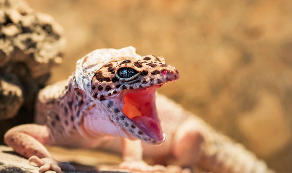 11. LEOPARD GECKO  A rare vintage; usually seen only when gecko mistakes human for cricket. Bite force sufficient to remind you of gecko’s distant relationship to alligators. Frightening, mostly to the gecko, and almost never repeated. Crickets taste better.3/5 stars