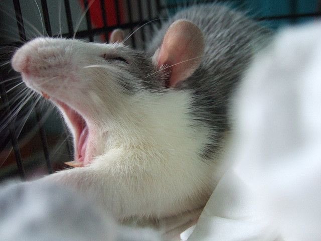 10. NORWEGIAN RAT  The casual hobbyist will tend to assume this is a top-quality bite, based on length and yellow color of teeth. In reality, a very difficult bite to obtain. Even slathering hand in gravy only produced a frenzy of licking. Good pets, bad biters.0/5 stars