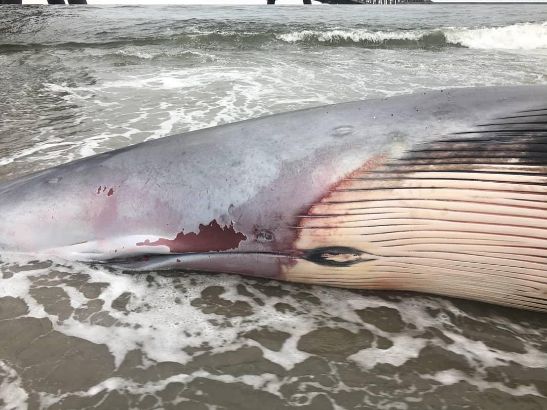 More heartbreaking news just in, a young Bryde's whale found dead on the shore of the industrial port in Mejillones.

We will keep you posted as reports come in on the cause of death.

Images by our colleague and friend Ana M. García-Cegarra, Ph.D of @cifamacchile