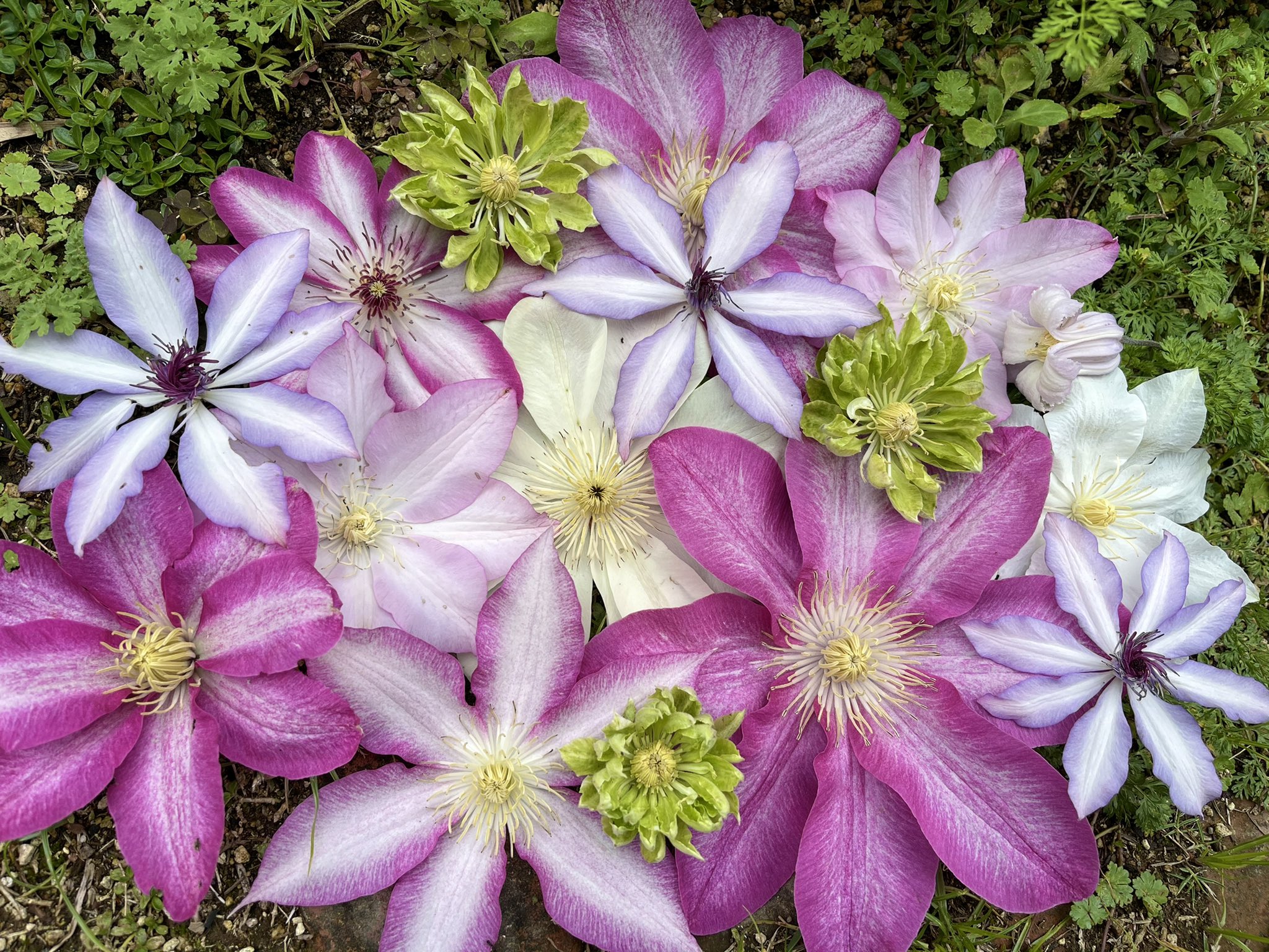 Nami クレマチスの花殻で花遊びをしました クレマチス 花殻 花遊び 星のタンゴ 八橋 ピコティ 阿吹 月宮殿 長野のカザグルマ アフロディーテナナミール グリーンパッション 白磁