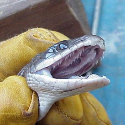 2. CALIFORNIA KINGSNAKEStartlingly swift, a thing of beauty to observe. No fangs, just teeth. Perplexing belief by snake that a human finger can in fact be swallowed by an eighteen-inch animal adds a quirky, vintage charm. Drew blood, but wounds healed quickly. 3.5/5 stars.