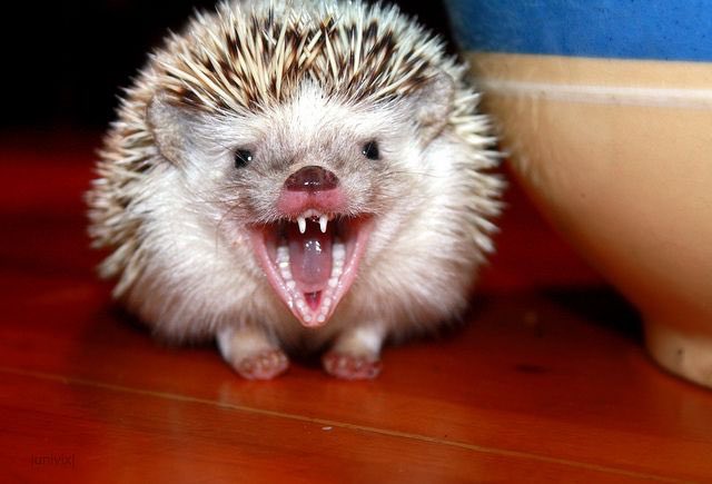 3. AFRICAN PYGMY HEDGEHOG  A rare bite, suitable for connoisseurs, best obtained by offering a sweaty hand to a hedgehog craving salt. Brief, sharp pinch, no lasting effects. Humor value added by hedgehog’s tendency to react to taste of human by hissing. 5/5 top notch bite