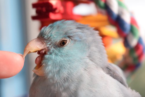 4. PARROTLET  A large bite in a small package. If you’re looking to induce your brain and mouth to emit new curse words, this is the bite for you. Focuses on tender webbing between human fingers, as well as cuticles and nail beds. Useful for CIA interrogations?1.5/5 stars.