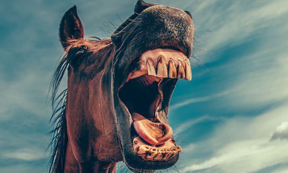 5. HORSE  Variable-quality bite, owing to lack of standardization among horses in terms of size, quantity, and condition of teeth, not to mention strength of bite. Ranges from delightfully amusing mischievous love nibble to aggravated assault.1 - 5 / 5 stars, depending.