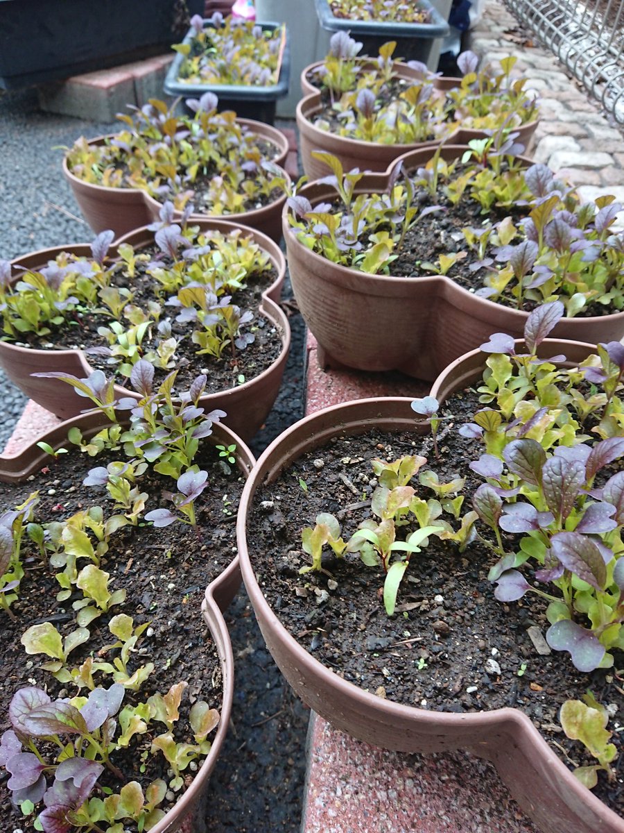 ばう ダイソー Presents 100円の土で ベビーリーフ は育つのか 日目 家庭菜園 モリモリ育ってきた クローバーくらいの大きさはある