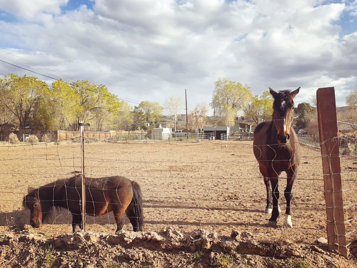 mementosmoriah's tweet photo. 🤠🐎🏞🖤

#NevadaLife https://t.co/q0TlLmwYAh