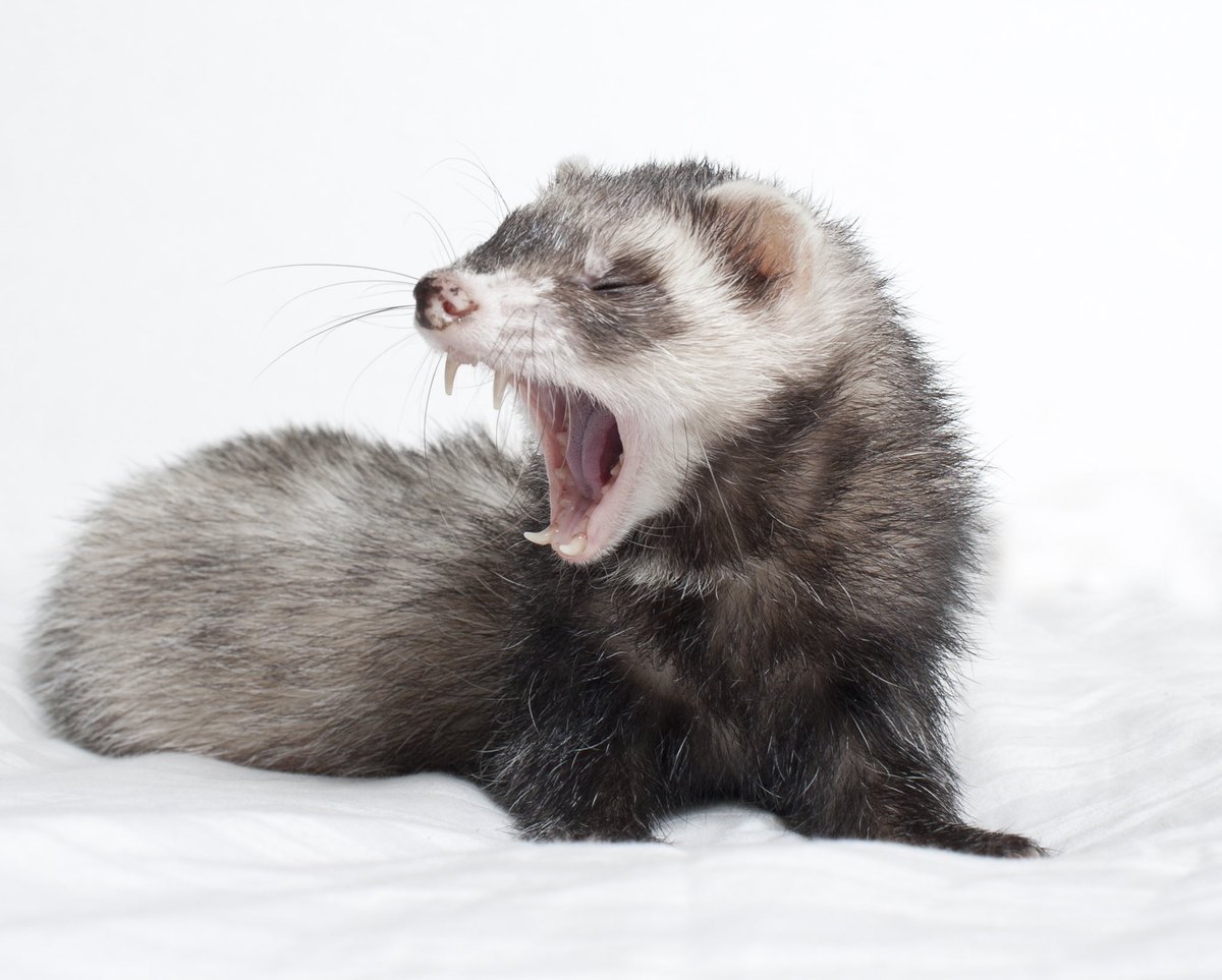 9. FERRET With dedication and practice, this Mustelid could become a truly adept biter. At present, however, it lacks focus and determination. Bite quick and sharp, but ferret typically distracted and across the room within seconds. Got a headache watching it. 2.5/5 stars