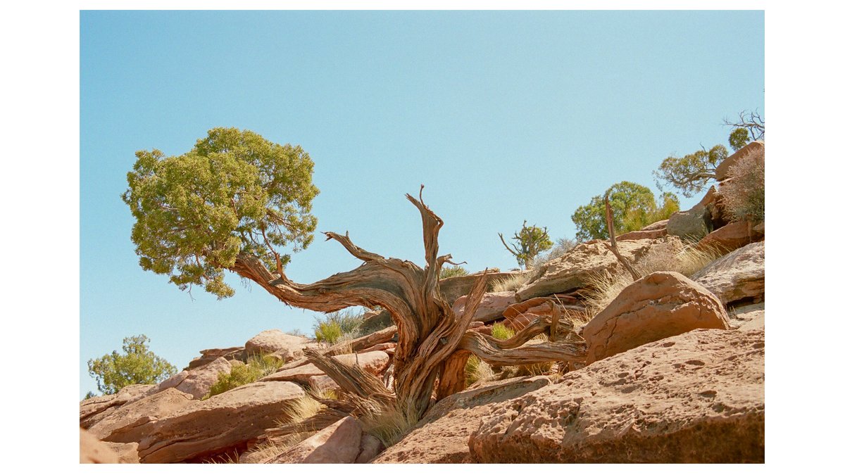 SamPickett_'s tweet photo. Southern Utah on 35mm 🎞️ https://t.co/rIue1SWGr9