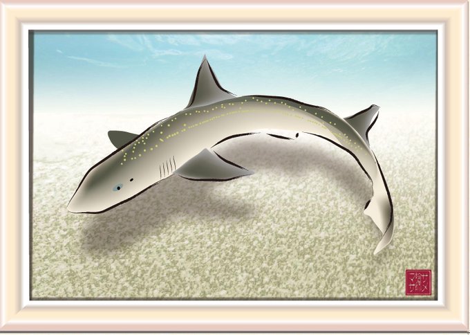 ホシザメのtwitterイラスト検索結果