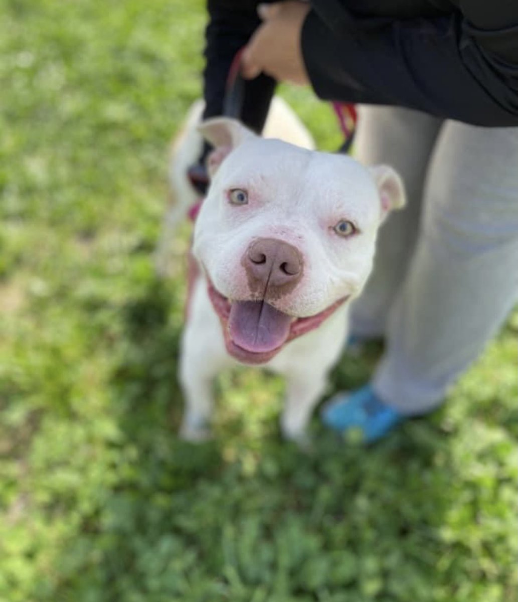 DRACO IS SAFE❤️🎉❤️
Thanks to Angels Needed Animal  Rescue - see freedom pic🤗
Pledges/donations to:
Mail: 110 Guy Smith Rd 
La Grange NC 28551
PayPal:
angelsneeded2018@gmail.com
Pls ref: #MASA4339 Draco
Thank you to everyone who helped him🤗
#Memphis