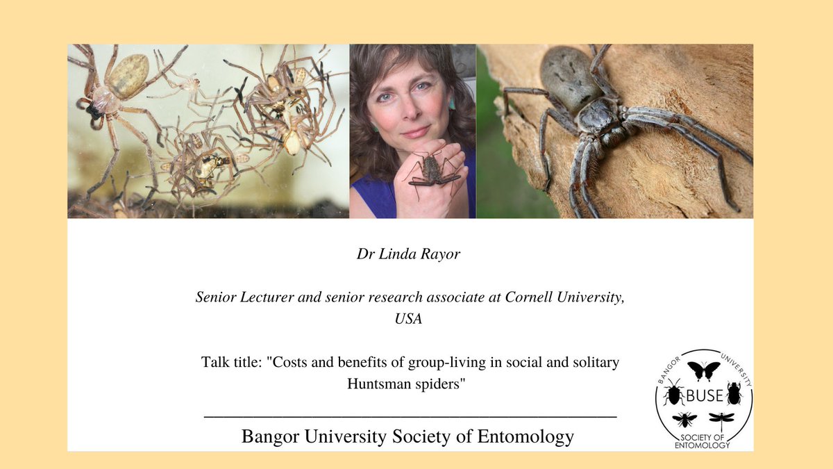 We have the wonderful Dr Linda Rayor coming along this Thursday at 7.30pm to give a talk on the social huntsman spider, Sparassidae! 
Social behaviours in spiders is a rare occurrence, to learn about this niche topic from a leading scientist is an amazing opportunity!