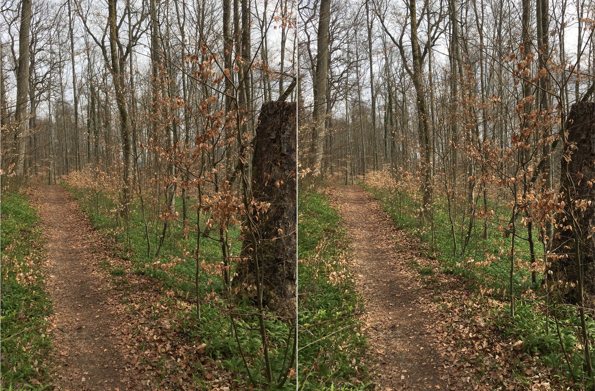  #waldszenen 20210416Browse this thread to see the same forest spot change from day to day ... Double mounts are  #3D. Read on to test this experience:  https://twitter.com/mweiss_tue/status/1373970623739879425?s=20