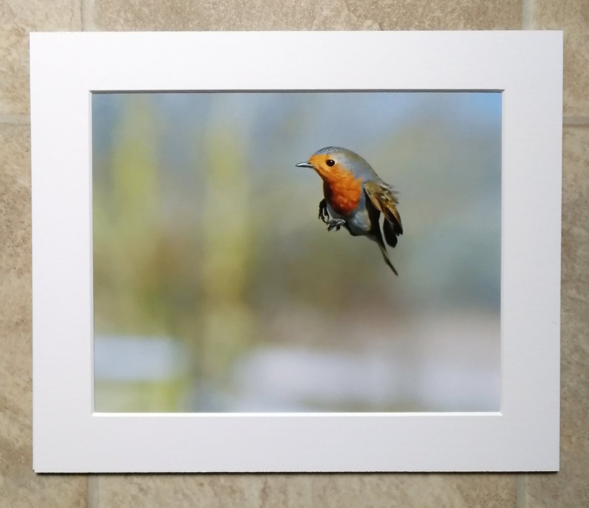 'Super Robin' - 10x8 mounted print.  You can buy it here; https://www.carlbovis.com/product-page/super-robin-10x8-mounted-print 