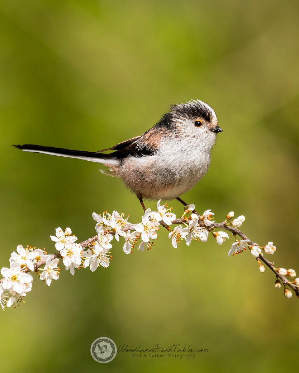 Another #LongTailedTit on #Blackthorn #BBCWildlifePOTD #Nature #BirdPhotography #Birds #WildlifePhotography @NatureUK @WildlifeMag @iNatureUK @Wildlife_UK @BirdWatchingMag @Britnatureguide @BBCCountryfile woodlandbirdtable.com instagram/woodland_bird_table