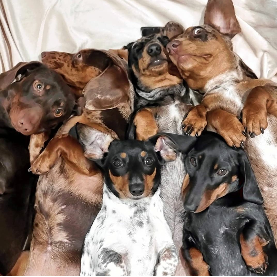 Dachs_United's tweet photo. A happy bunch! What do you think they are thinking about? 🤔❤ https://t.co/gGVpuqayuz #DachshundsUnited #DACHSHUND 

#Dachshunds #DachshundPuppy #Doxie #WienerDog #Pet #Pets #Puppy #Puppies #Cute #Teckel #Teckels #Dogs #Dog https://t.co/hZG0IGEwJU