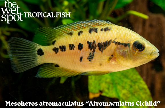 The Wet Spot Tropical Fish tweet media